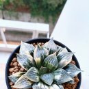 이그니스 이미지