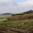 삼일농장 이미지