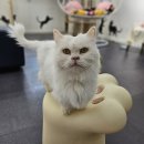 베키보육원 네이버블로그