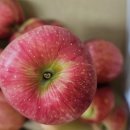 반듯한 멍이 이미지