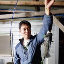 킹콩좌대 | 안면도 킹콩좌대낚시_구매항_50cm광어,우럭낚음