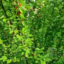 케이제이팜 이미지