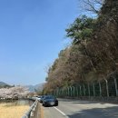 산책길에 | 창녕 계성천 벚꽃 산책길 후기(26.03.29 현재 사진)