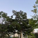 봉황3길 20 도로변 | [천안 깔매기살] 불당동 특수부위 갈매기살, 꼬들살, 돼지껍데기 맛집! 숯불향 가득~한 고깃집 찐후기!