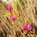 진달래빌딩 이미지