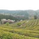 동윤천생태공원 화장실 | 녹차향과 판소리가 어우러진 보성 녹색길