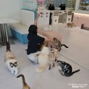 설렘고양이카페 | 남양주 다산 고양이카페 설렘, 아이와 함께 체험 후기!
