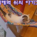 무지개해먹 위의 아기고양이 A kitten on a rainbow hammock 이미지