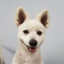 D&C 그루밍 샵 이미지