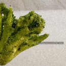 제이앤에이파트너스 | 과자 <디제이앤에이 크리스피 브로콜리 플로렛, 디제이앤에이 표고버섯 크리스프> 실제 후기 솔직리뷰