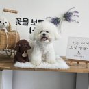 사랑을줄개 이미지