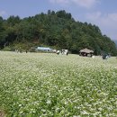 봉평메밀 Daum카페