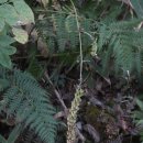 노고단-3 이미지