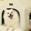 멍멍하우스 이미지