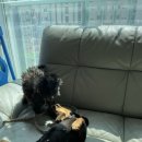 귀욤하개 이미지