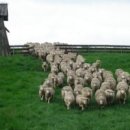 양떼목장 이미지