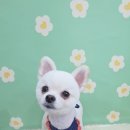 멍이발소 네이버블로그