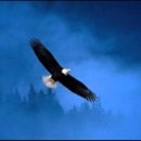 웅비(아) 이미지