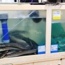 영선꼼장어.바다장어 이미지