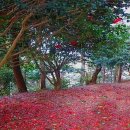 이재명 “화무십일홍(花無十日紅)”은 민주당에 해당. 뭘좀 알고 말해야지 !! 이미지