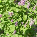 금빛환경 이미지