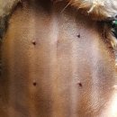 푸른동물종합병원 이미지