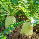 푸른 제주 이미지