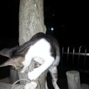 포항 두호동 우방하이츠입구에 고양이한마리 이미지