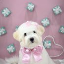 꼬똥켄넬 이미지