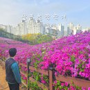 경기폴리텍고등학교 | 2026 군포 철쭉축제 일정 주차장 초대가수 이승기 철쭉동산 개화 현황