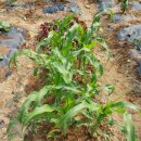 남악농장 이미지