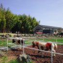 대한목장 이미지