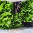 더드림농장 이미지