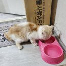 모찌냥 이미지