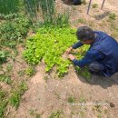 어은돌리솜펜션 이미지