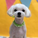 멍바라기 이미지