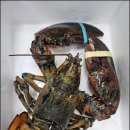 케이투엘 | 맛 좋은 랍스타 요리 케이투엘 종합수산을 통해서