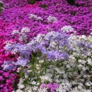 초안산 하늘꽃정원 이미지