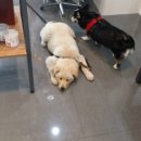 대학로동물병원 이미지