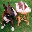 바우와우 이미지