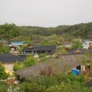 팔연오계의 마을 안동 오미리의 대과수(大科樹) 이미지