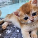 도그마루 강아지 고양이 분양 여주·원주점 이미지