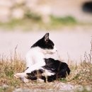 성중목장 이미지