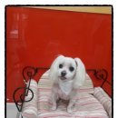 둘리애견미용샵 이미지