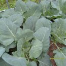 무지개송어횟집 이미지