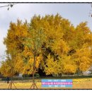 은행나무공인중개사사무소 이미지