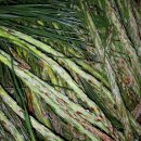 솔잎농장 이미지