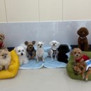 털로덮인 친구들 이미지