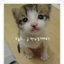 달꼬 Daum카페
