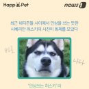 스타견 이미지